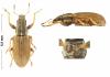 Sitona lineatus